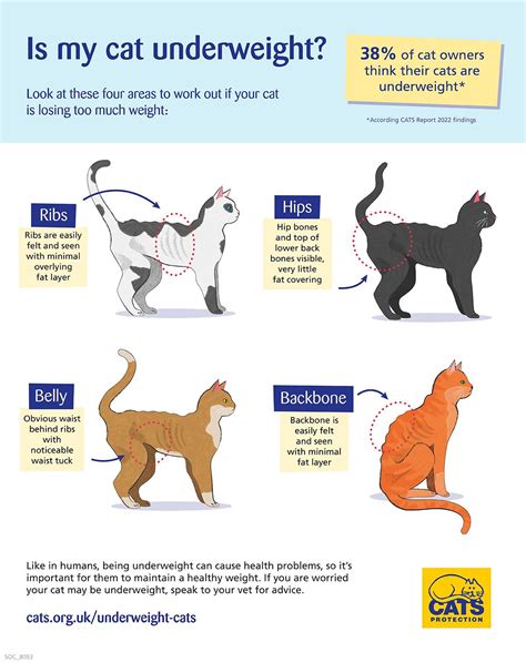 Know Your Cat .